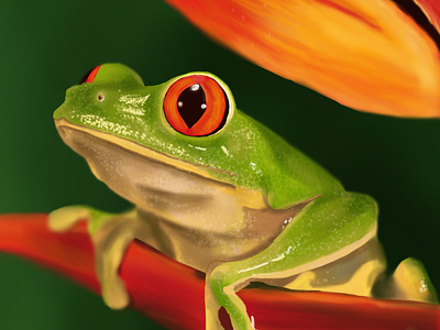 Rainforest Frog animals clip studio clip studio pro digital art frog illustration sketch