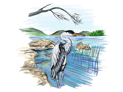 Bird #5 Heron acadia animal digital illustration painting procreate tablet wildlife