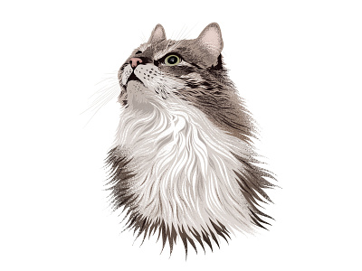 Kārlis animal portrait cat cat portrait digital art digital painting illustraion illustrator pet portrait procreate procreate app procreate art