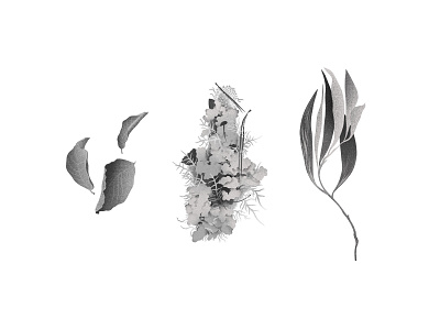 plants art bw digital art illustration plants procreate