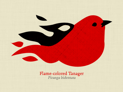 Flame Colored Tanager bird font illustration rebound red