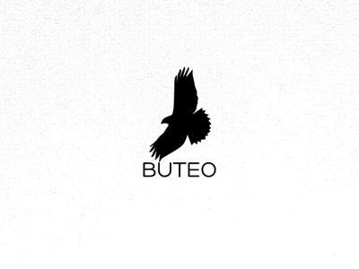 Buteo bird black brand hawk logo white