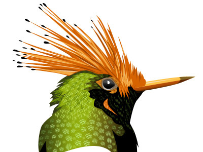 Hummingbird Version 2.0 bird black green hummingbird orange vector
