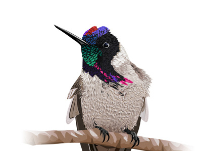 Bearded Mountaineer bird black blue green hummingbird pink purple vector