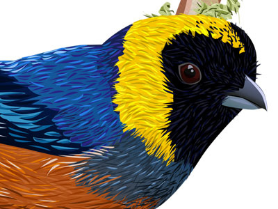 Golden-collared Tanager bird birds black blue illustration orange purple tanager texture yellow