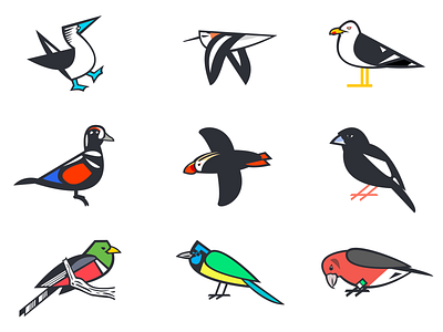 Bird Illustrations