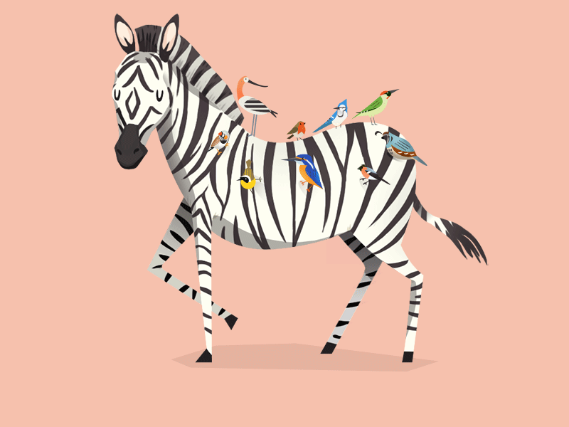 Zebra with birds animation by Jono Yuen on Dribbble