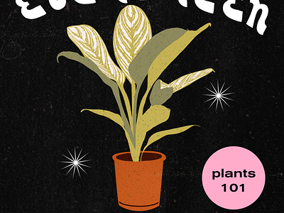 Indoor plants 101