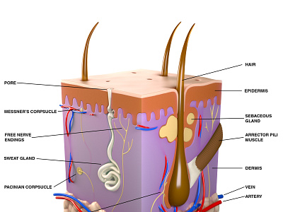 Skin Section (Labelled) 3d anatomical animation cgi design illustration medical visualization
