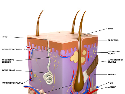 Skin Section (Labelled)