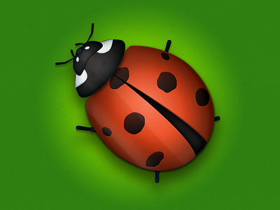 coccinellidae