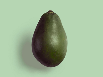 Avocado avocado illustration realistic