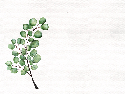 Watercolor Eucalyptus Drawing