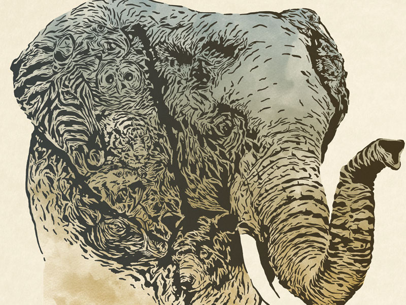 Elephant zoo tiger bear hamerkop babirusa zebra mandrill macaw bald eagle african pygmy hedgehog barred owl elephant illustration animal oregon zoo