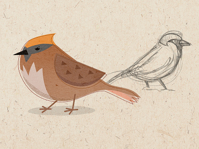 Spectacular Sparrow: Special Edition art illustration sketches sparrows story storybook writing