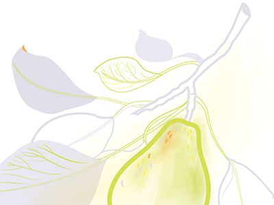 Pear Sketch fruit line illustration nature pear vector