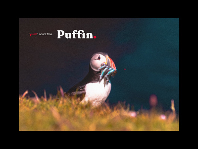 Puffin. bird photography child friendly childrens book image editing nature nature art nature design nature photography poster art print design puffin