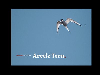 Arctic Tern. bird blue sky childrens book funny humour image editing minimalism nature nature art nature photography night poster art prints