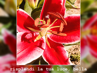 "Risplendi La Tua Luce, Bella " design flowers graphic design photography photoshop