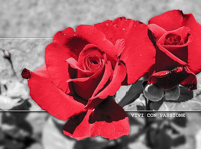 "Vivi con Passione" (rose photography) design graphic design photography photoshop