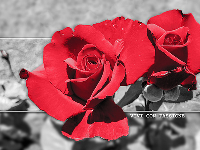"Vivi con Passione" (rose photography)