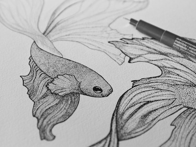 Betta splendens betta dot dotsketch dotwork drawing fighting fish fish frenchpointillism illustration ink pointillism shadow