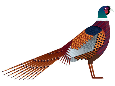 Pheasant