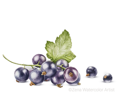 Blackcurrant watercolor art berries berry blackcurrant botanical art botanical artist botanical illustrator botanical painting botanical pattern illustraion illustrator belgium painting watercolor watercolor painting