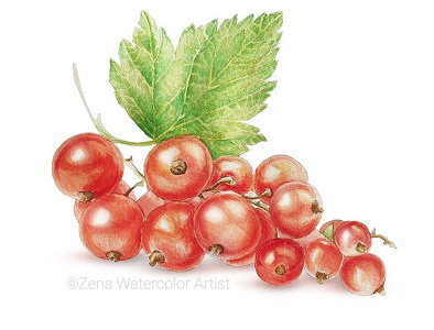 redcurrant watercolor art berries berry botanical art botanical artist botanical illustrator botanical painting illustraion painting watercolor watercolor painting