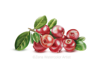 Lingonberry art berries berry botanical art botanical artist botanical illustrator botanical painting illustraion painting watercolor