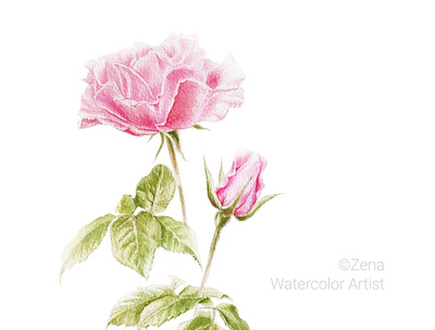 Watercolor Rose botanical art botanical illustrator floral pattern flower illustration rose watercolor