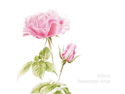 Watercolor Rose botanical art botanical illustrator floral pattern flower illustration rose watercolor