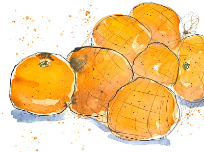 Oranges food illustration fooddrawing fruits illustration oranges sketch watercolor