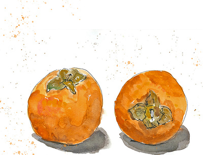 Persimmons food illustration fooddrawing persimmon sketch watercolour