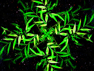 kaleidoscope leaves bloomivio design graphic green kaleidoscope leaves nature original original art pattern photography shape stylized wallpaper