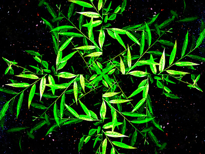 kaleidoscope leaves