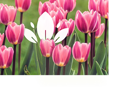 Logotipo branding cerimonial illustration logo tulip