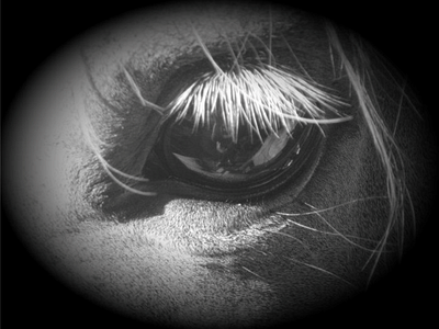 woudi eye equine eye photography photoshop