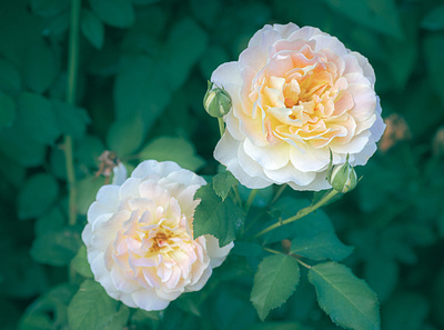 Two Roses adobe lightroom editing flower flowers garden gardens gardenscapes lightroom lightroom preset macro photo photo retouching photographer photography photos roses