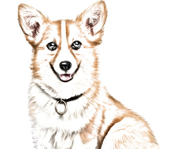 Corgi artwork corgi dog dog illustration illustration
