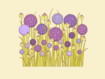 Allium flowers illustration illustrator nature