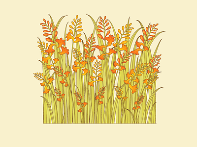 Montbretia flowers illustration illustrator nature
