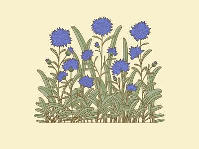 Cornflowers flowers illustration illustrator nature