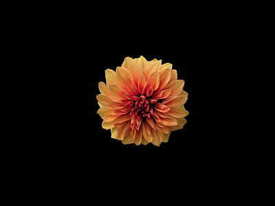 Beating Heart / Breathing Flower animation dribbble illustration minimal photography vector