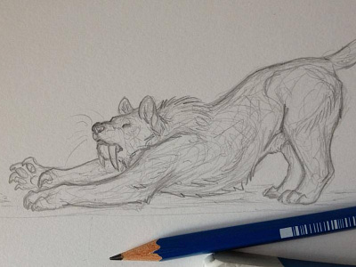 Smilodon sketch