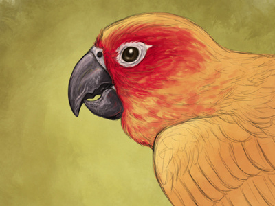 Conure Time! animal avian bird brynn conure creature metheney painting parrot process
