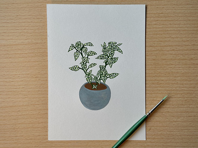 Polka Dot Plant Illustration