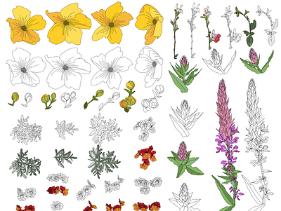 Floral illustration digital art digital illustration floral illustration illustrator procreate