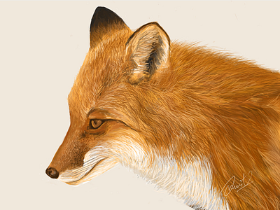 Red Fox illustration painting