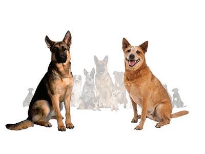 Red Heeler German Shepherd Mix blog image branding graphic design